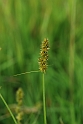 Cyperaceae